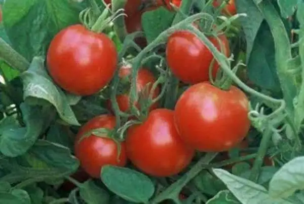 Tomaten: Glacier