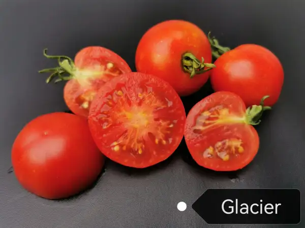 Tomaten: Glacier