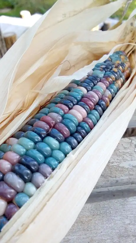 Mais: Glass Gem Corn - Der schönste Mais auf Erden, außergewöhnliche Maissorte!