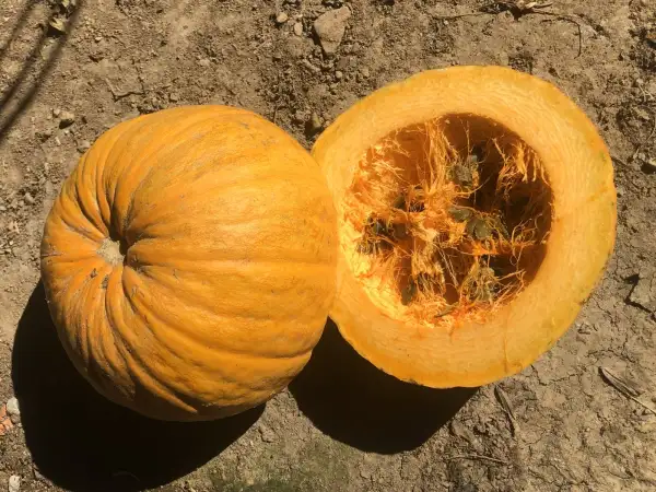 Kürbisse: Gleisdorfer Ölkürbis