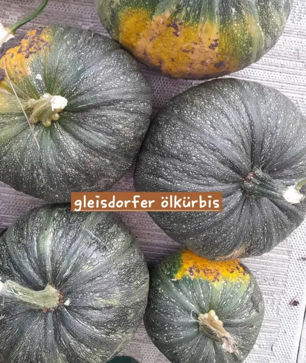 Kürbisse: Gleisdorfer Ölkürbis