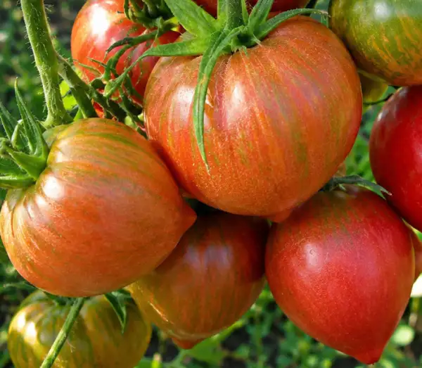 Tomaten: Glittering Purple Flash