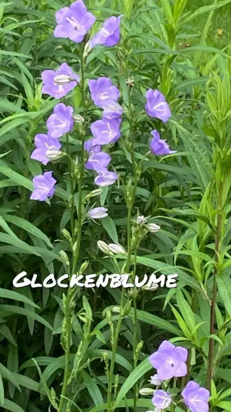 Blumen: Glockenblume