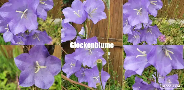 Blumen: Glockenblume Blau