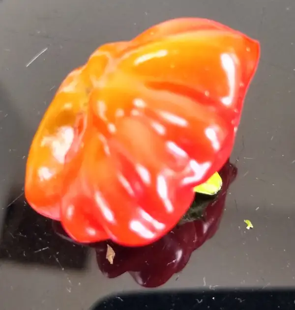 Chili / Paprika: Glockenchili