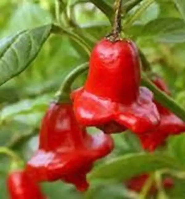 Chili / Paprika: Glockenchili