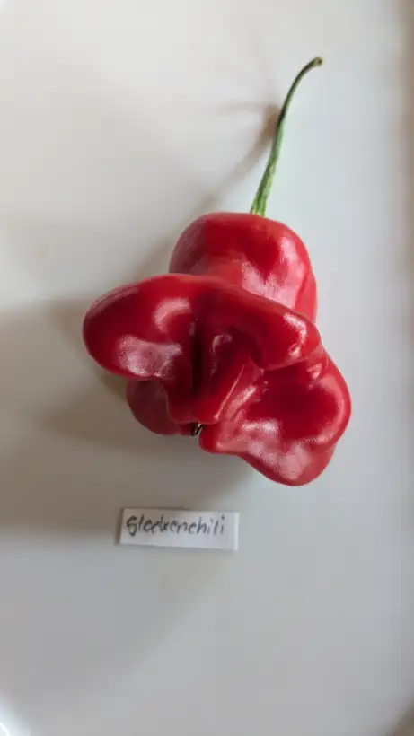 Chili / Paprika: Glockenchilis Bishops Crown