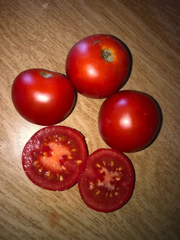 Tomaten: GLOIRE DE VERSAILLES