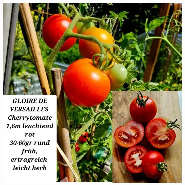 Tomaten: GLOIRE DE VERSAILLES