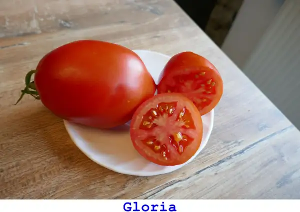 Tomaten: Gloria