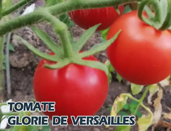 Tomaten: Glorie de Versailles