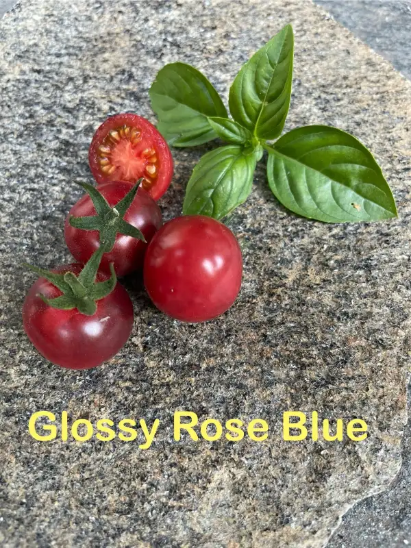 Tomaten: Glossy Rose Blue