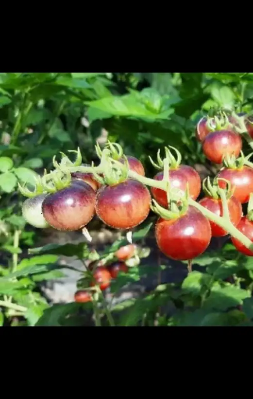 Tomaten: Glossy Rose Blue