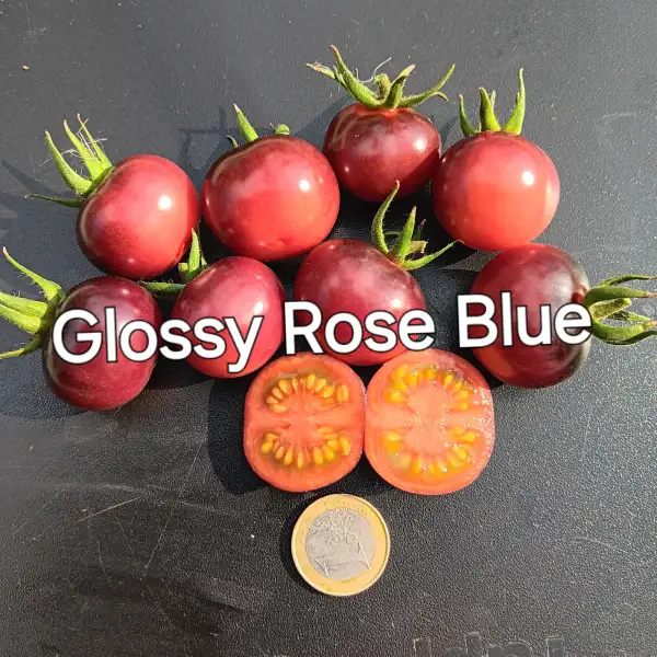 Tomaten: Glossy Rose Blue