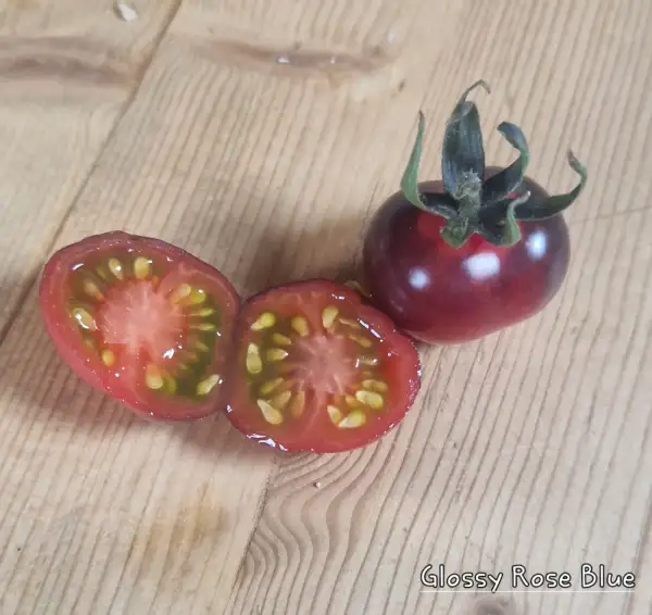 Tomaten: Glossy Rose Blue