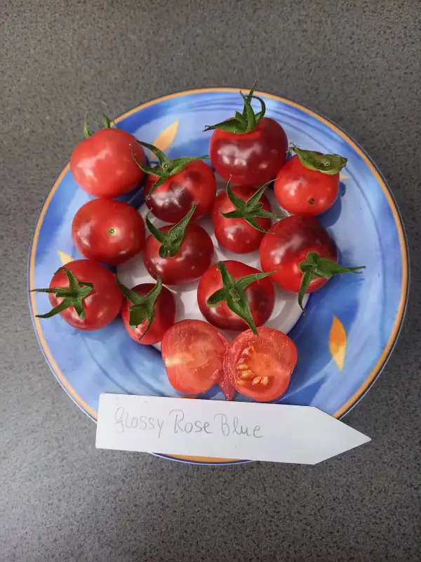 Tomaten: Glossy Rose Blue