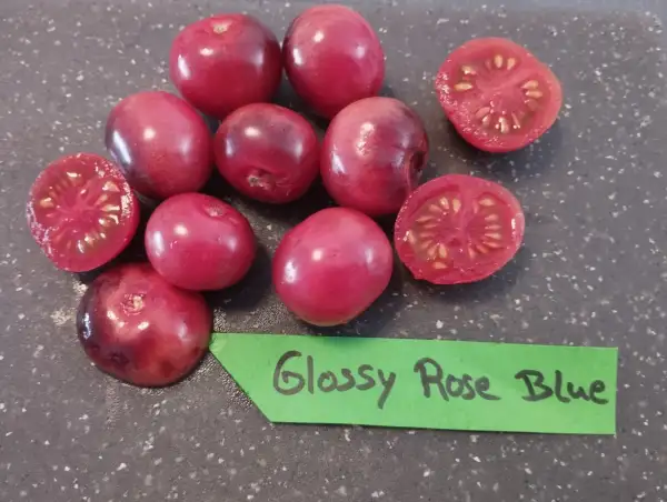 Tomaten: Glossy Rose Blue