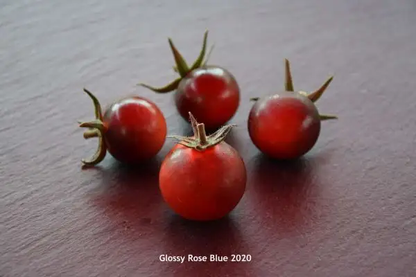 Tomaten: Glossy Rose Blue