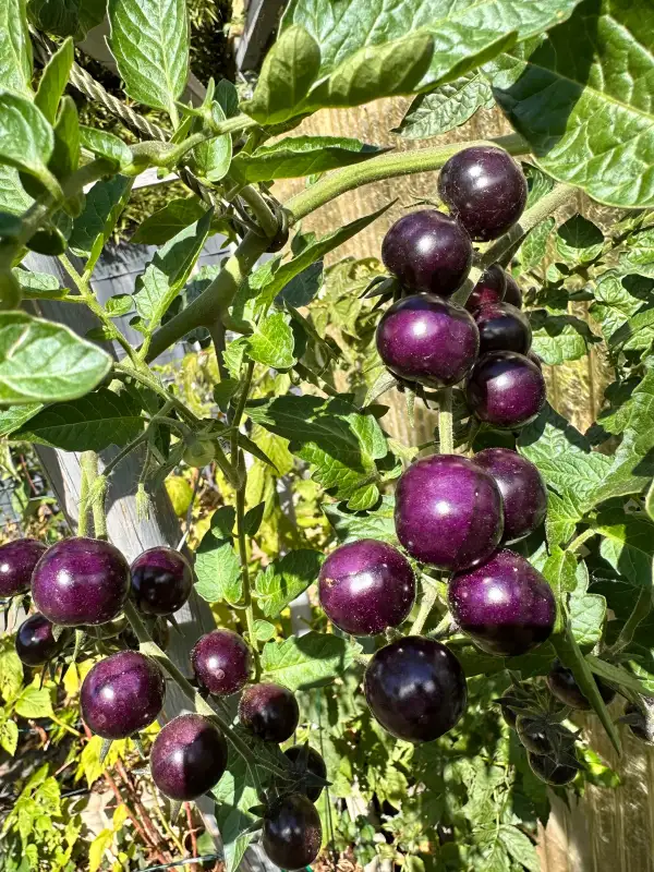 Tomaten: Glossy Rose Blue
