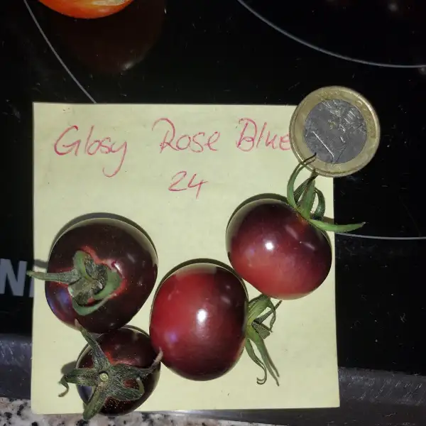 Tomaten: Glosy Rose Blue