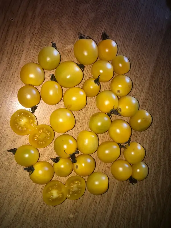 Tomaten: Gnoccia di Limone