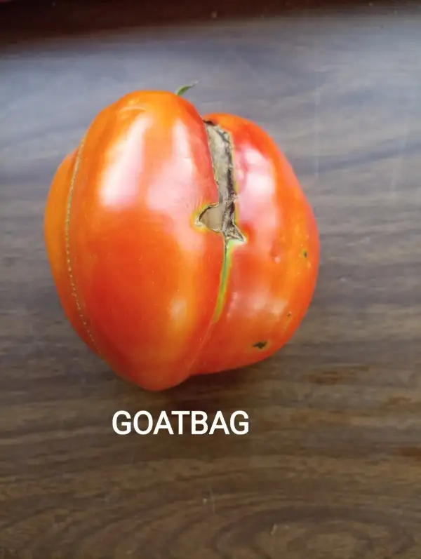 Tomaten: Goatbag