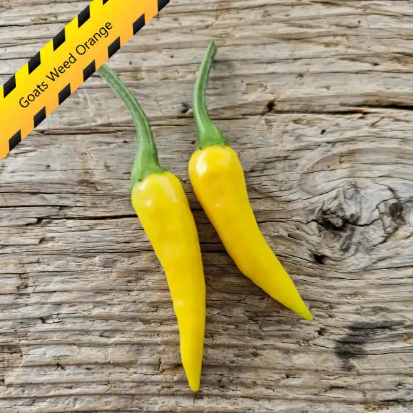 Chili: Goats Weed Orange