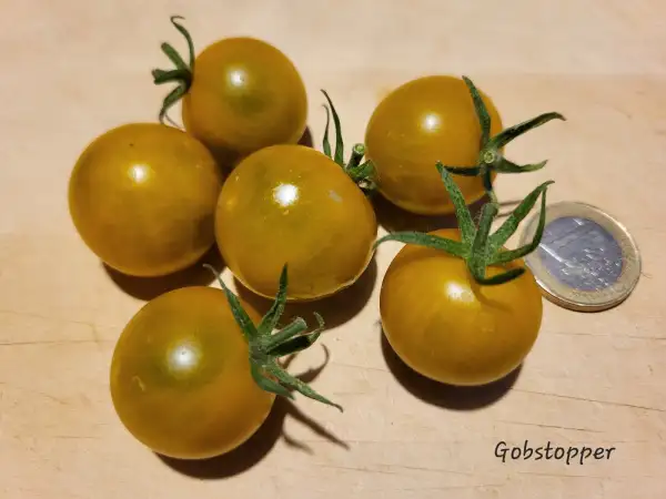 Tomaten: Gobstopper
