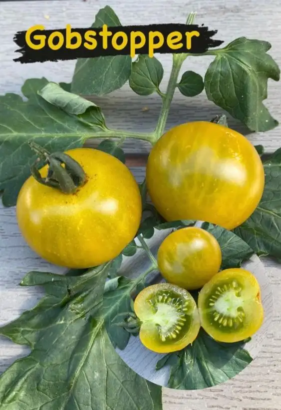 Tomaten: Gobstopper