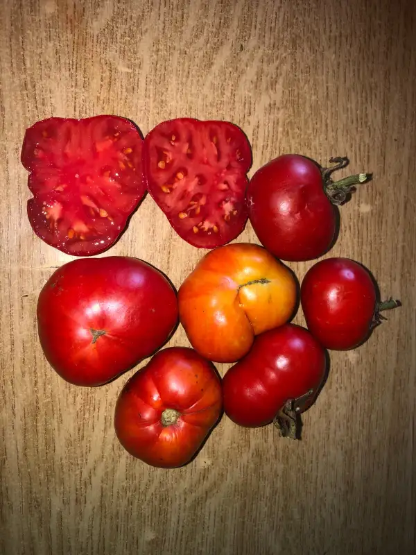 Tomaten: Gogo Polystranyi