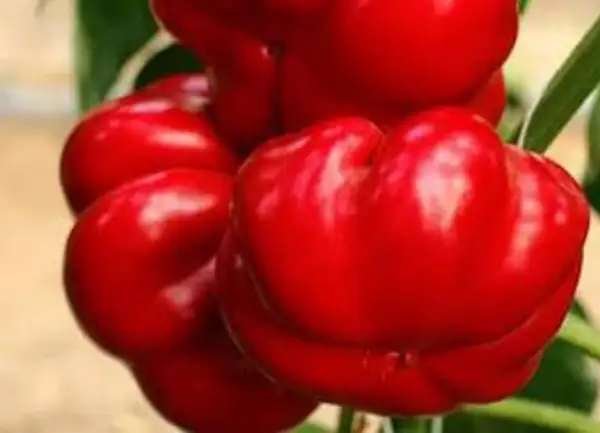 Paprika: Gogosari