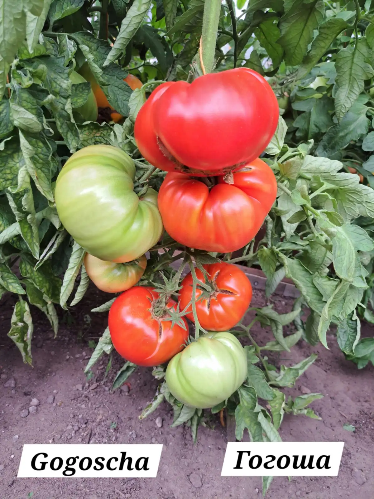 Tomaten: Gogoscha