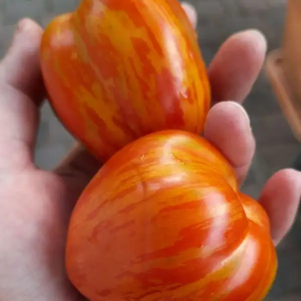 Tomaten: Gogoschary Striped