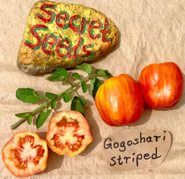 Tomaten: Gogoshari Striped