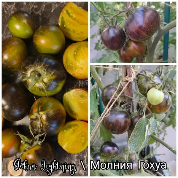 Tomaten: Gohua Lightning