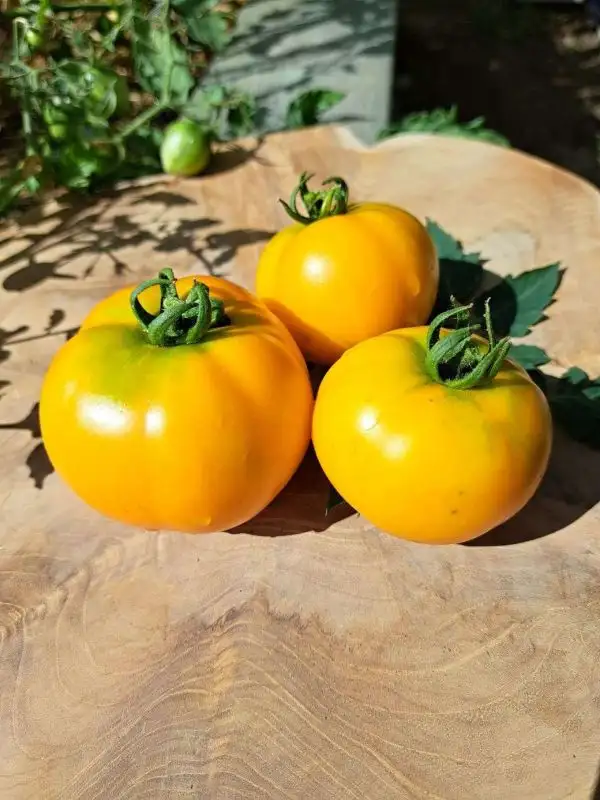 Tomaten: Gold Dust/ Orange Taxi (Buschtomate)