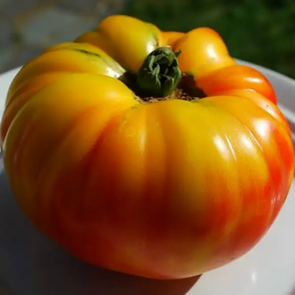 Tomaten: Gold Medal