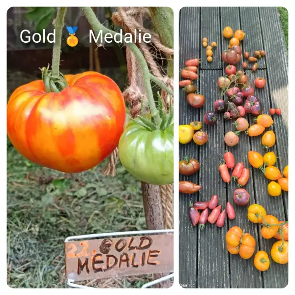 Tomaten: Gold Medalie