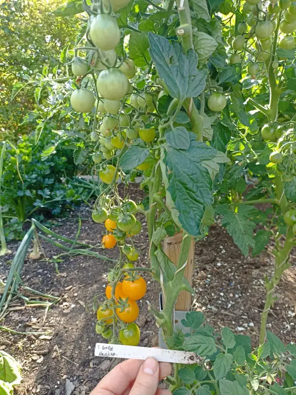 Tomaten: Gold Nugget