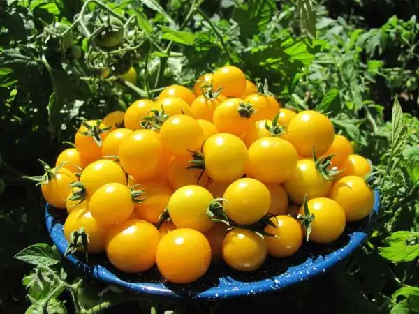 Tomaten: Gold Nugget