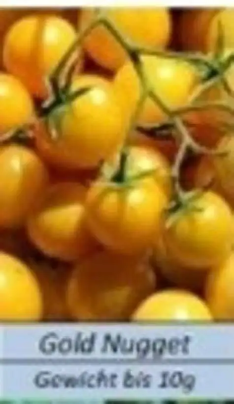 Tomaten: Gold Nugget