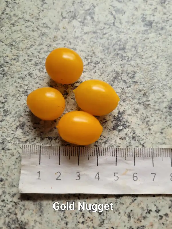 Tomaten: Gold Nugget