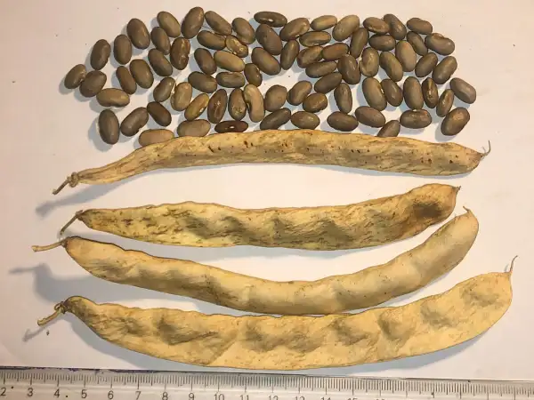 Bohnen: Gold of Bacau