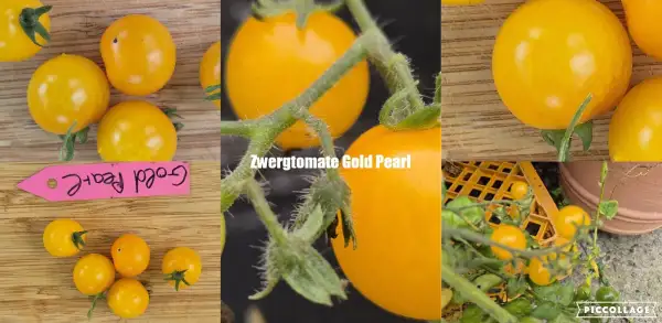 Tomaten: Gold Pearl - Zwergtomate