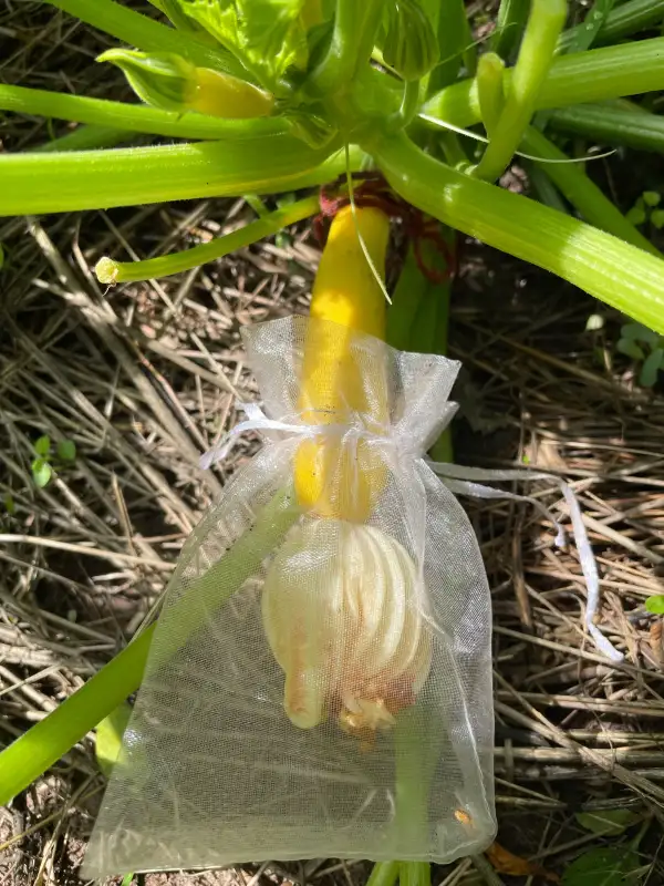Zucchini: Gold Rush samenfest