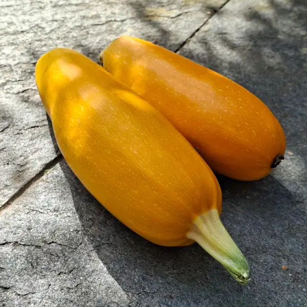 Zucchini: Gold Rush samenfest