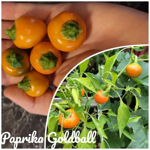 Chili / Paprika: Goldball (2024) Paprika