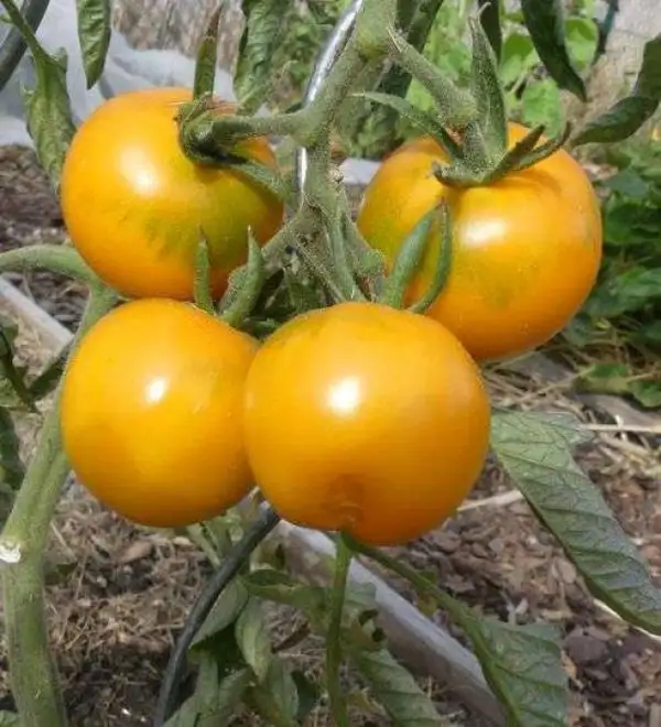 Tomaten: Goldball