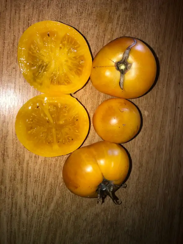 Tomaten: Golden Beauty