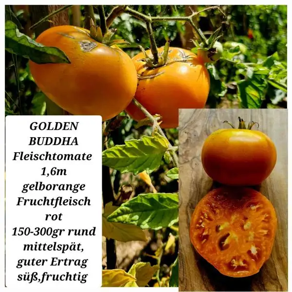 Tomaten: GOLDEN BUDDHA